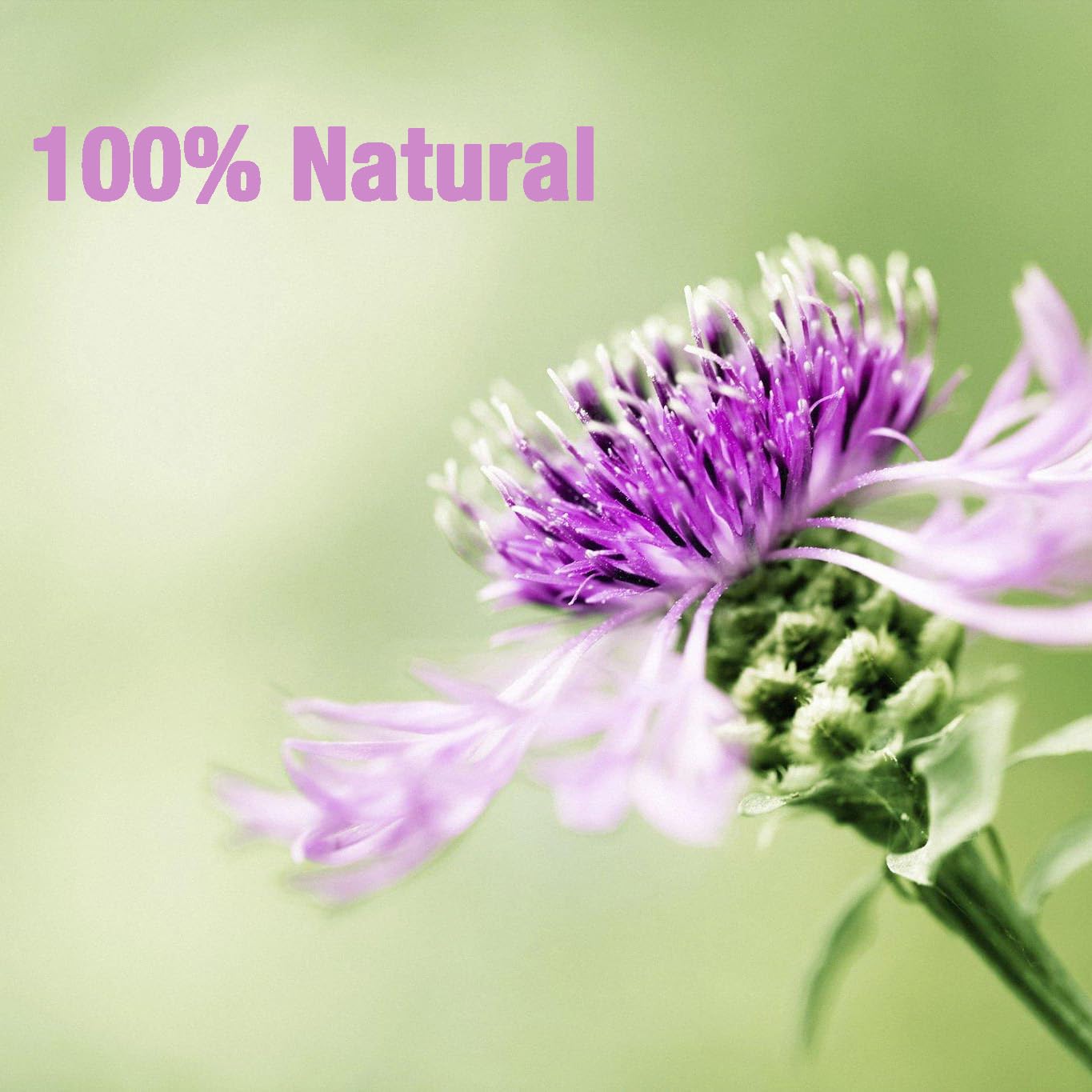 50 Milk Thistle Tea Bags for Detox Cleanse & Repair| Thorne Milk Thistle Herbal Tea for Support