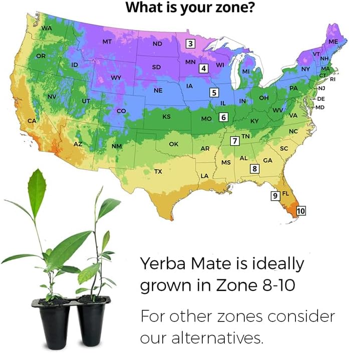 Yerba Mate Tea Plant (4 Pack) | Real Live Plant for Sale | Perfect for Tea Lovers | Hardy and Easy to Grow for Planting | Grow Organic Tea Leaves at Home | Great for Indoor or Outdoor Gardens