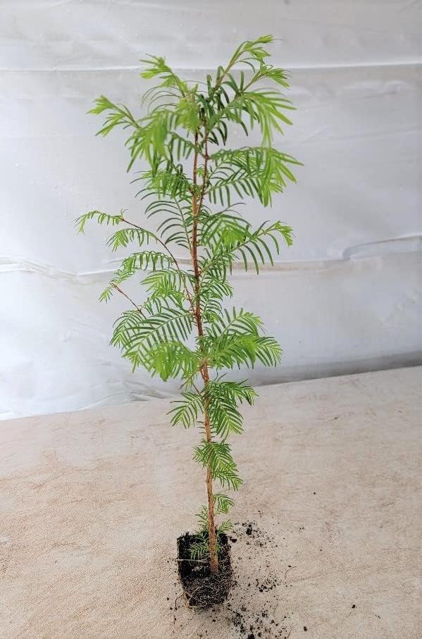 (3) - Dawn Redwood Trees - Starter Plant (LG36) (3 Live Trees)