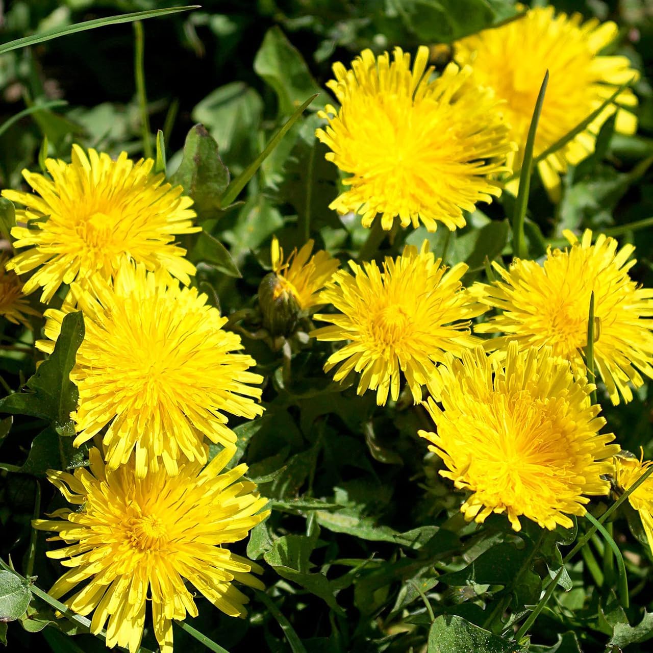 Premium Taraxacum Dandelion Seeds - 5000 Non-GMO Heirloom Purple-Stem Dandelion Seeds for Planting, Herbal Tea & Pollinators –Most Medicinal Variety (Taraxacum)