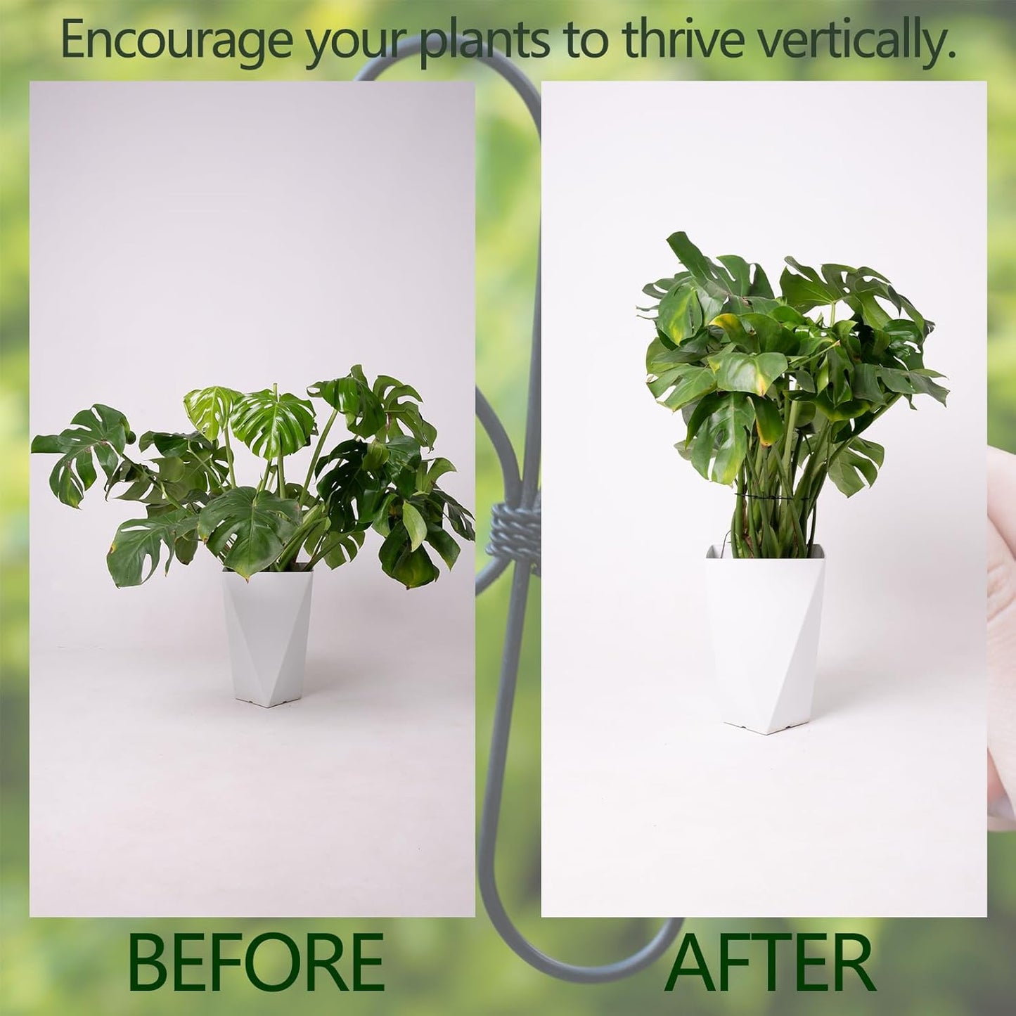 Black Monstera Plant Support Hook - 6.5 * 6.5IN -5 Piece Set, Durable Metal Stem Supports for Indoor Plants, Leaf Holder & Fishbone Cactus Stake, Stylish Design for Healthy Growth & Easy Care