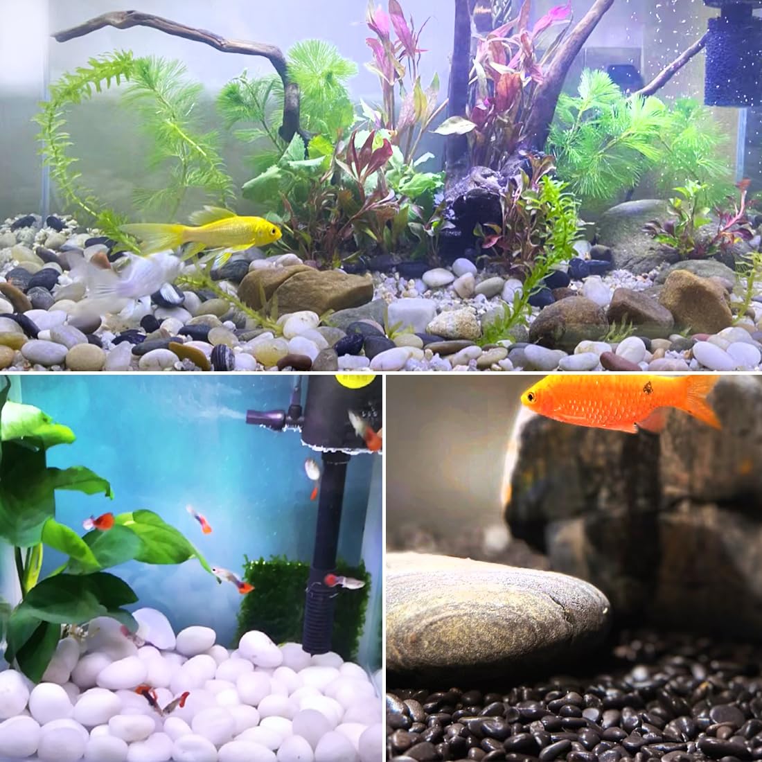 40lbs White River Rocks for Landscaping, 2-3 Inch Natural Pebbles for Indoor Plants, High Polished Decorative Stones Garden Outdoor and Indoor DIY Vase Filler Fish Tank Aquariums