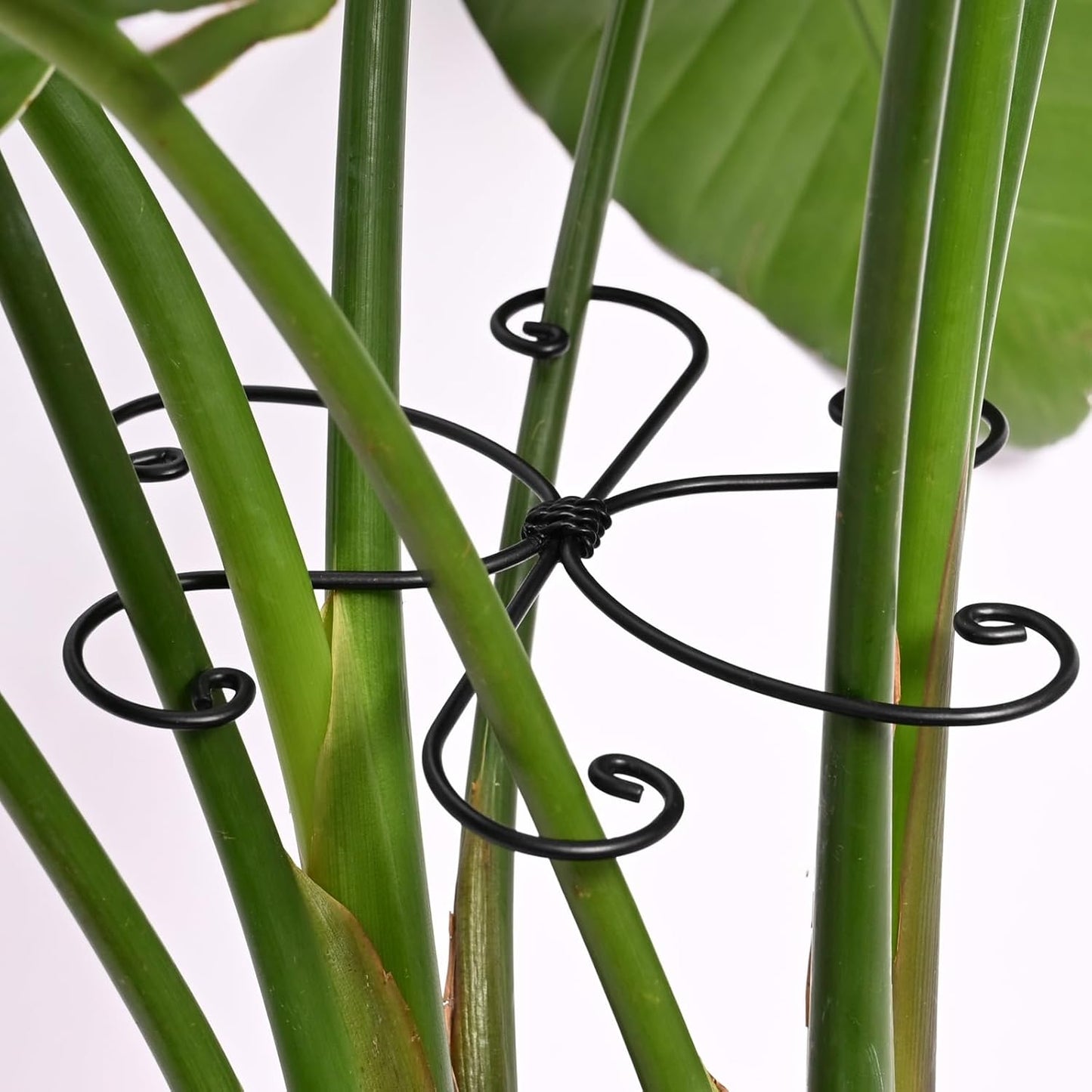 Black Monstera Plant Support Hook - 6.5 * 6.5IN -5 Piece Set, Durable Metal Stem Supports for Indoor Plants, Leaf Holder & Fishbone Cactus Stake, Stylish Design for Healthy Growth & Easy Care