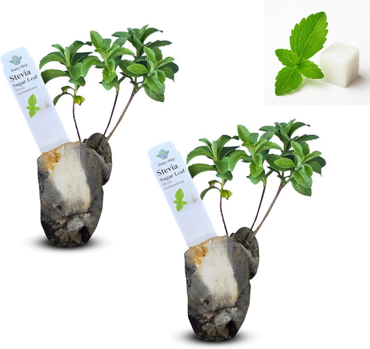 Live Stevia rebaudiana Plants, Sweet Leaf or Sugar Leaf, Natural Sugar Substitute Herb, Easy to Grow (2 stevia sacs)
