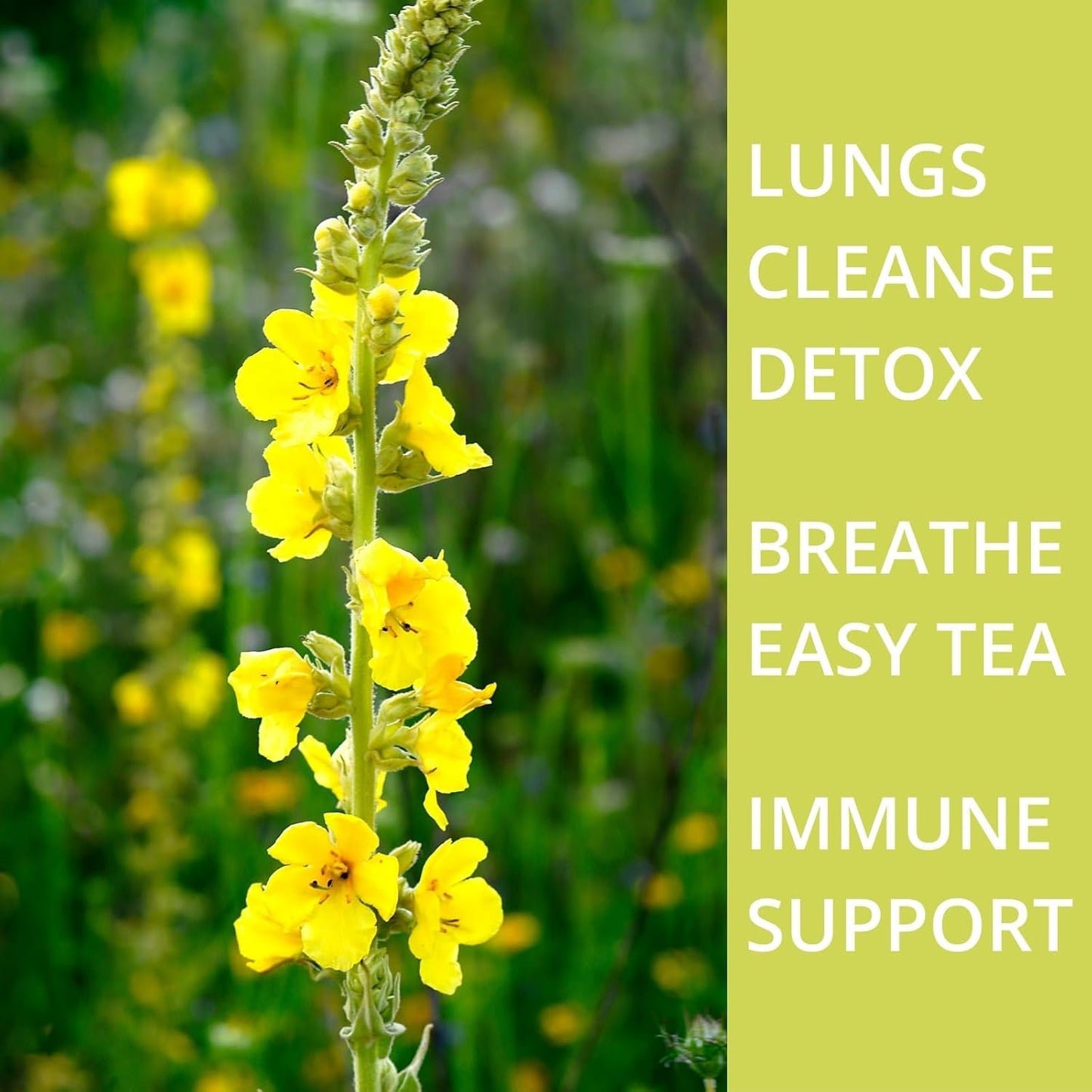 60 Mullein Leaf Tea Bags for Lungs, VitalForest 100% Pure Mullein Mullins Detox Tea, Lung Cleanse Tea for Smokers Breathe Deep and Respiratory Support, Caffeine Free Mullen Mullin