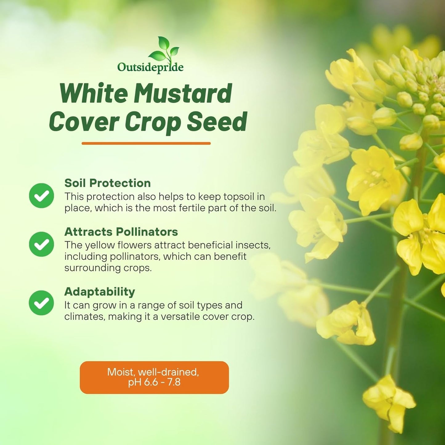 Outsidepride White Mustard Seeds for Planting - 50 lb Annual Cover Crop Seeds w/Deep Root System, High Protein Forage, Ideal for Soil Fertility, Crop Rotations, & Livestock Nutrition