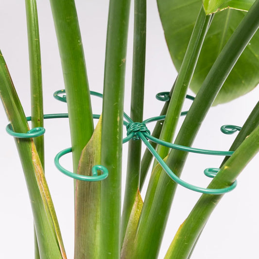 Monstera Plant Stem Support - 5 Pack 6.5"x6.5" Green Metal Stem Stabilizers, Adjustable Ring Clamps for Indoor Plants, Fishbone Cactus, Turtle Shell Bamboo & Climbing Vines