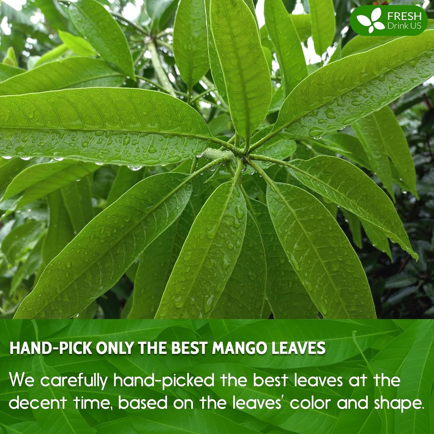 FreshDrinkUS, Premium 100 Mango Leaf Tea Bags, 100% Natural& Pure from Mango Leaves. Loose Leaf Mango Herbal Tea. Mango Leaf Tea. No Sugar, No Caffeine, No Gluten, Vegan.