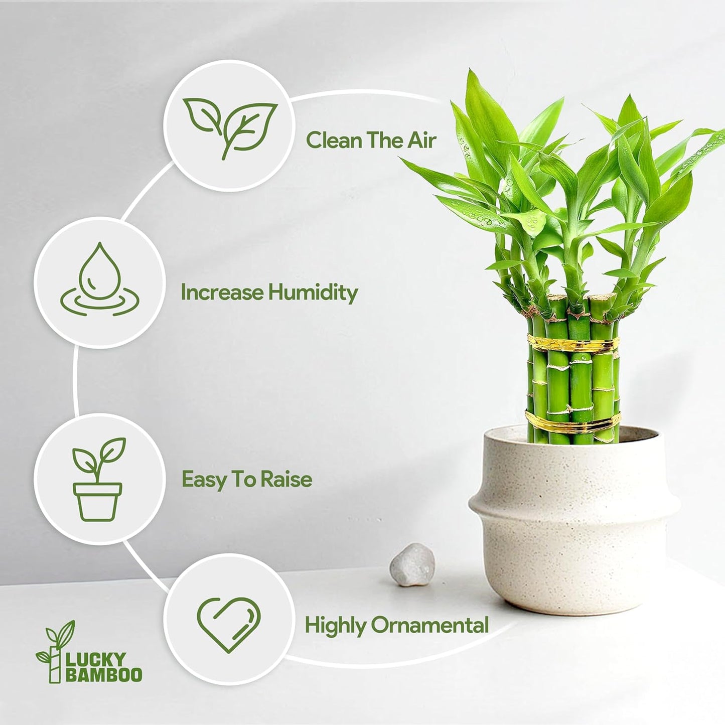 Lucky Bamboo Plants Live Indoor (10 Stalks, 6 Inch) - Fresh House Plants for Office Desk, Home Decor, for Positive Energy, Prosperity & Easy Care