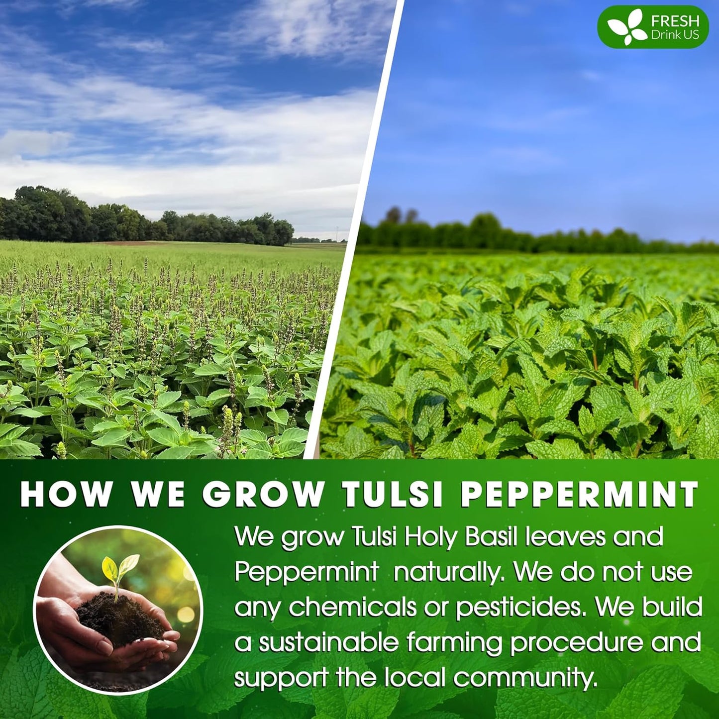 FreshDrinkUS, Premium Tulsi Peppermint Herbal – 30 Tea Bags, 100% Natural, Blend of Tulsi Holy Basil Leaves, and Peppermint Leaves. Made with Natural Material Tea Bags. No Sugar, Vegan.